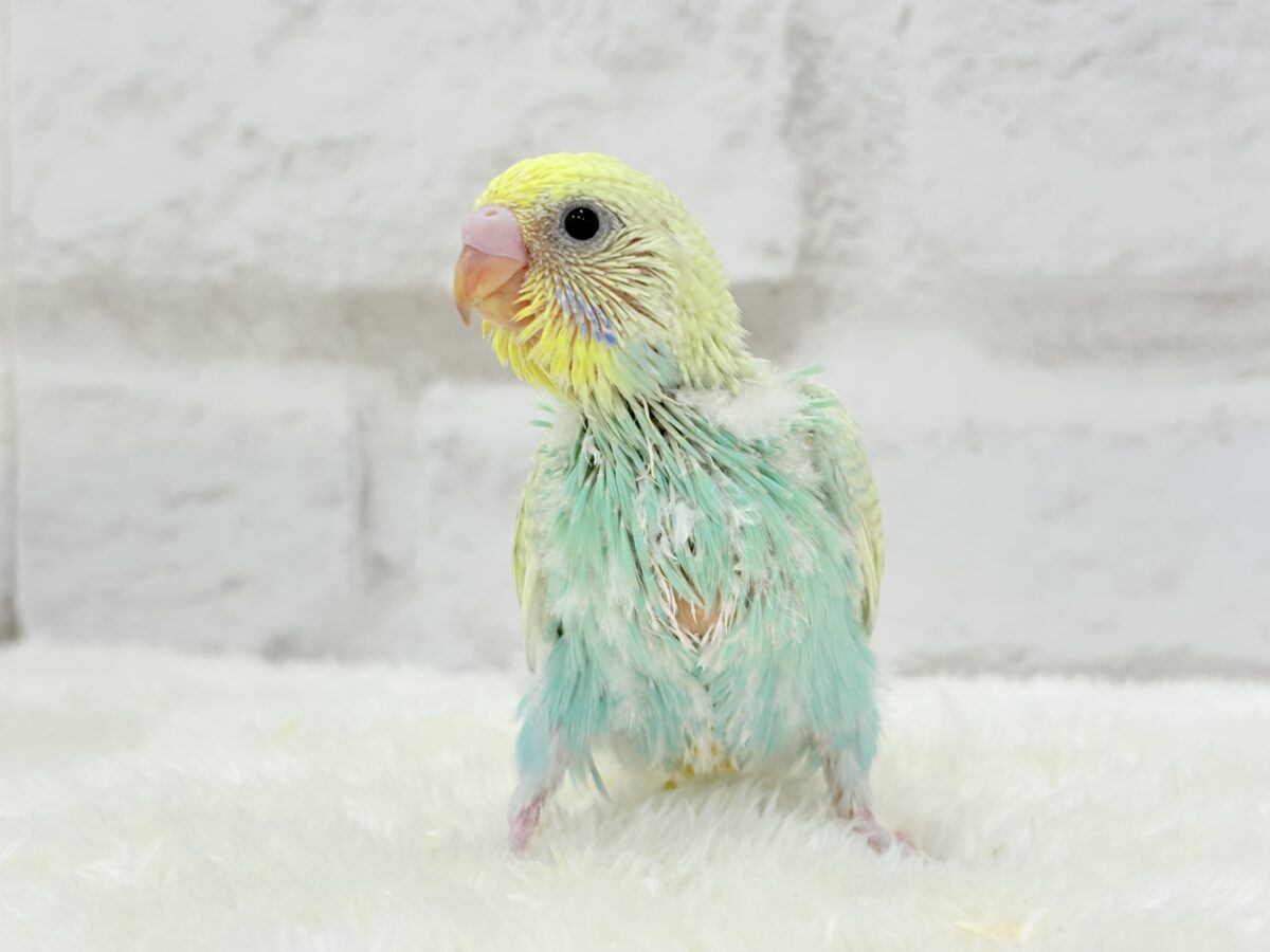 カメラ目線なら任せてね🐣🫧セキセイインコ(パステルカラーレインボー) ヒナ セキセイインコ