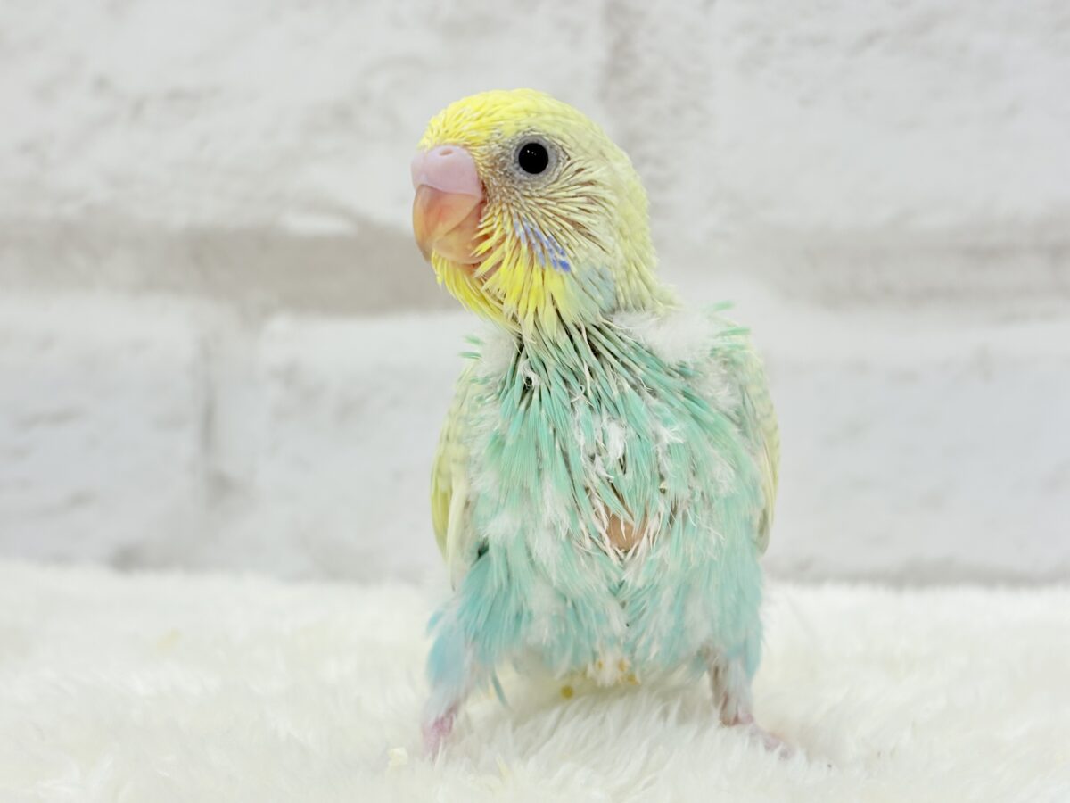 カメラ目線なら任せてね🐣🫧セキセイインコ(パステルカラーレインボー) ヒナ セキセイインコ