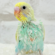 カメラ目線なら任せてね🐣🫧セキセイインコ(パステルカラーレインボー) ヒナ