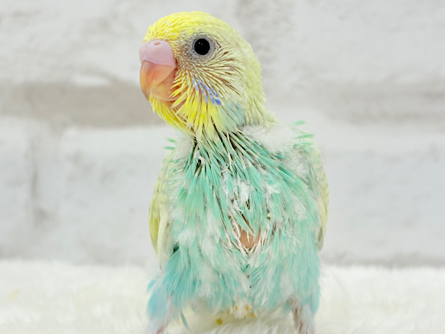 カメラ目線なら任せてね🐣🫧セキセイインコ(パステルカラーレインボー) ヒナ カメラ目線なら任せてね🐣🫧セキセイインコ(パステルカラーレインボー) ヒナ