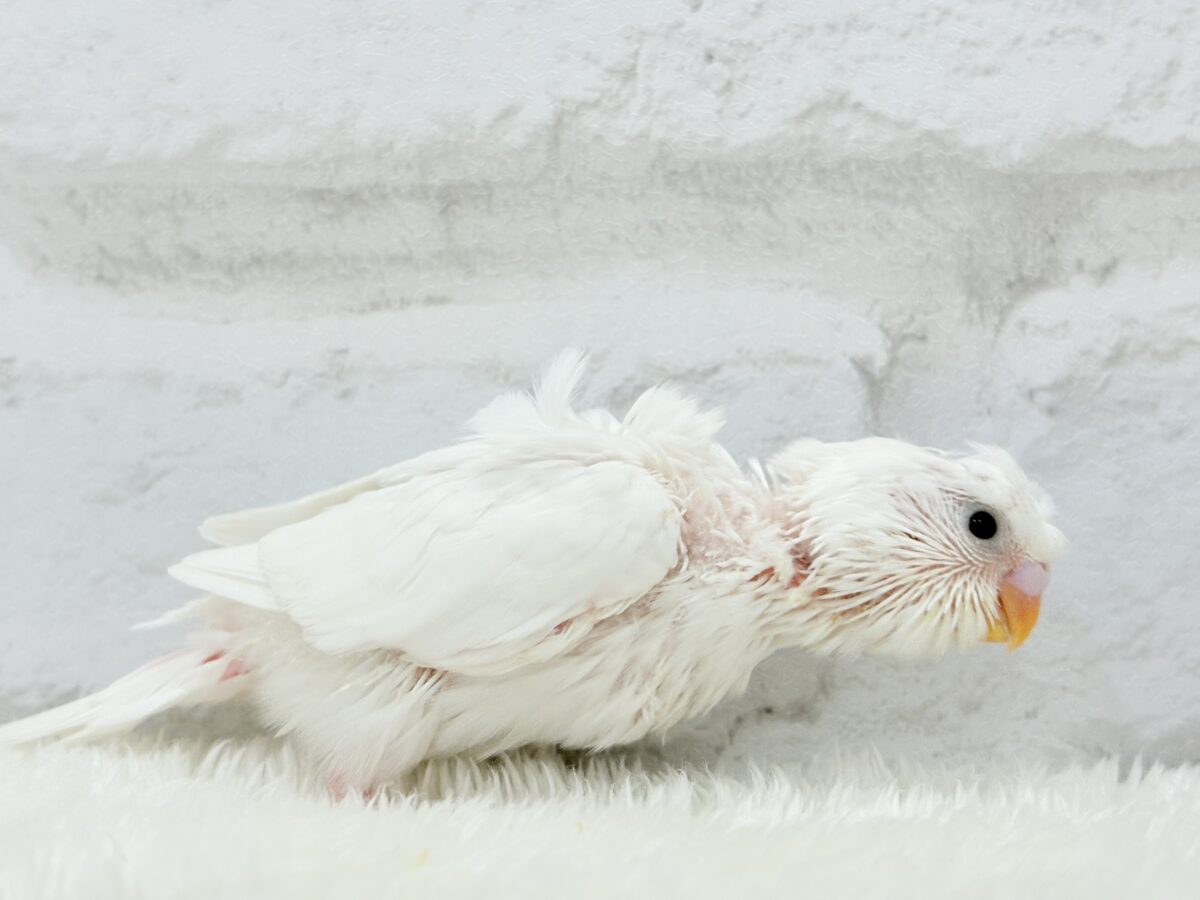 ボサっと寝癖の可愛い天使🐣🤍梵天セキセイインコ(ダブルファクター) ヒナ 梵天セキセイインコ