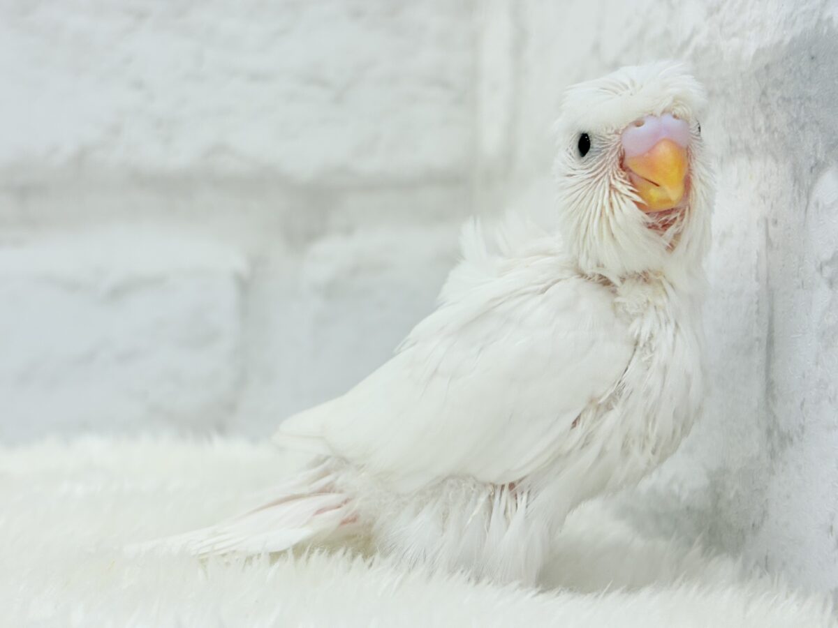ボサっと寝癖の可愛い天使🐣🤍梵天セキセイインコ(ダブルファクター) ヒナ 梵天セキセイインコ