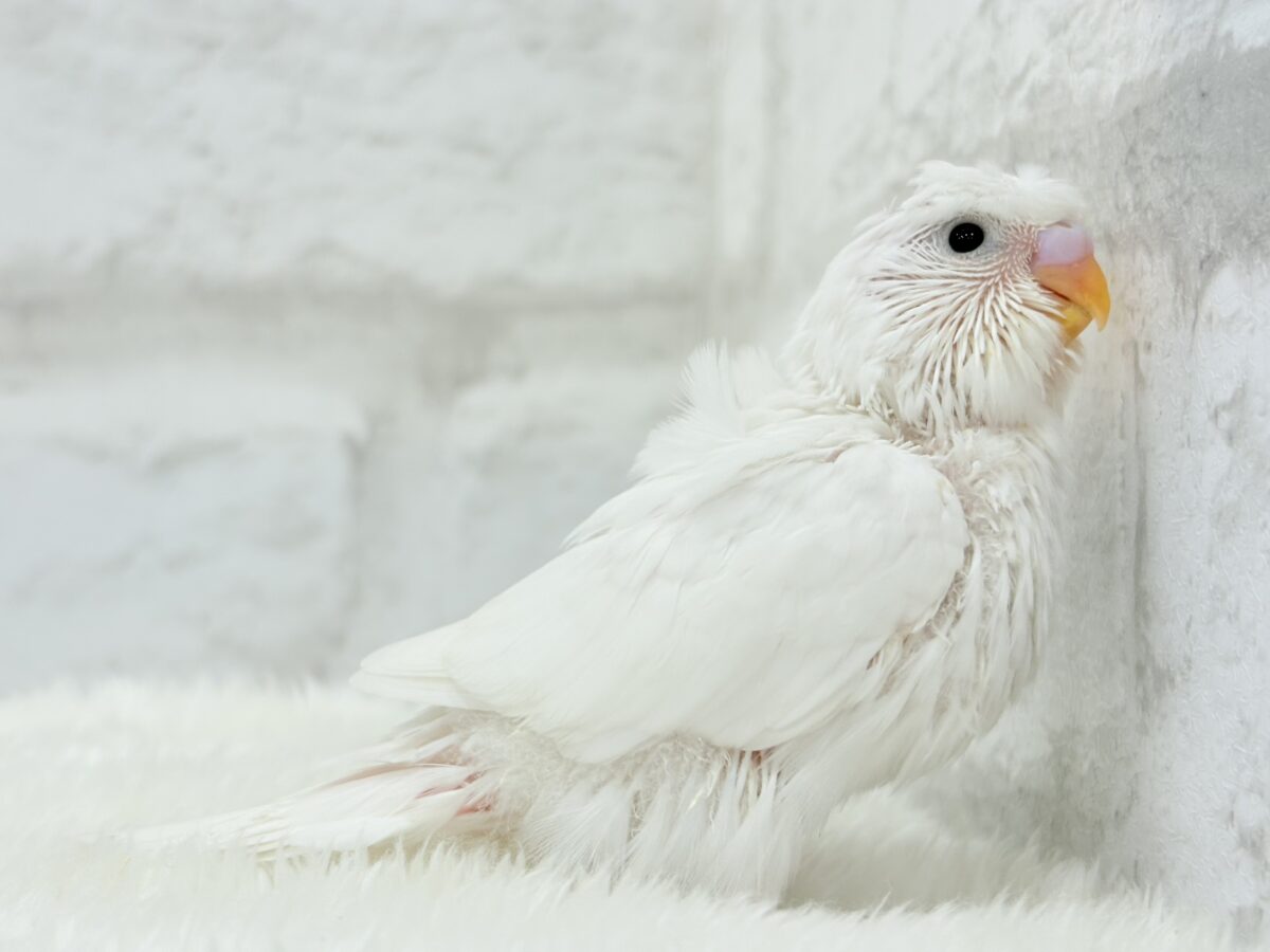 梵天セキセイインコ