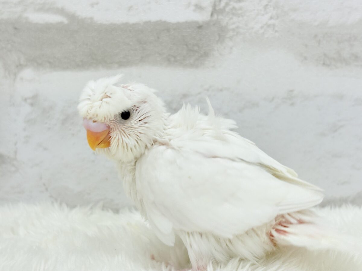 梵天セキセイインコ