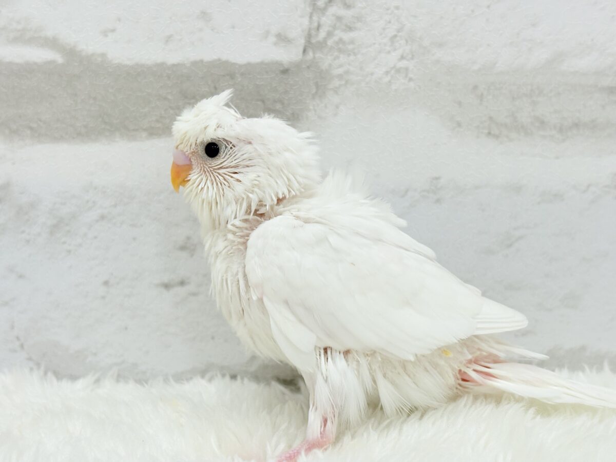 梵天セキセイインコ