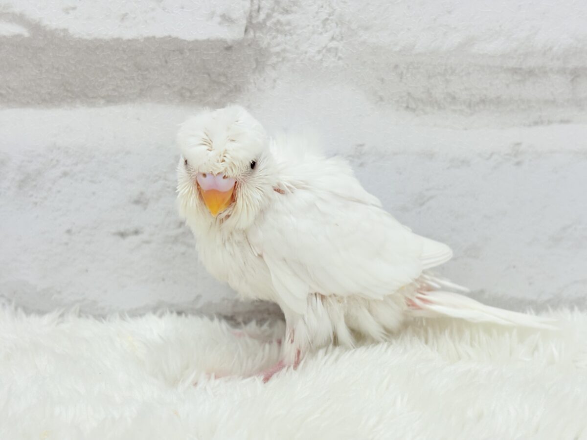 梵天セキセイインコ