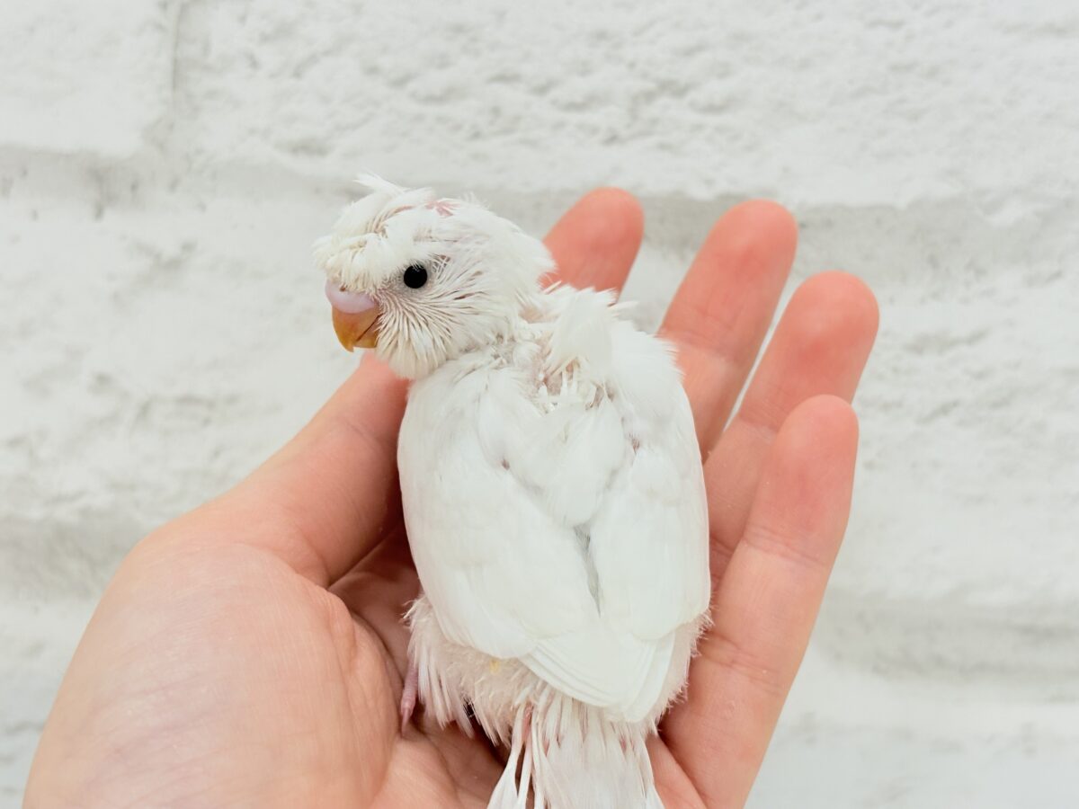 梵天セキセイインコ