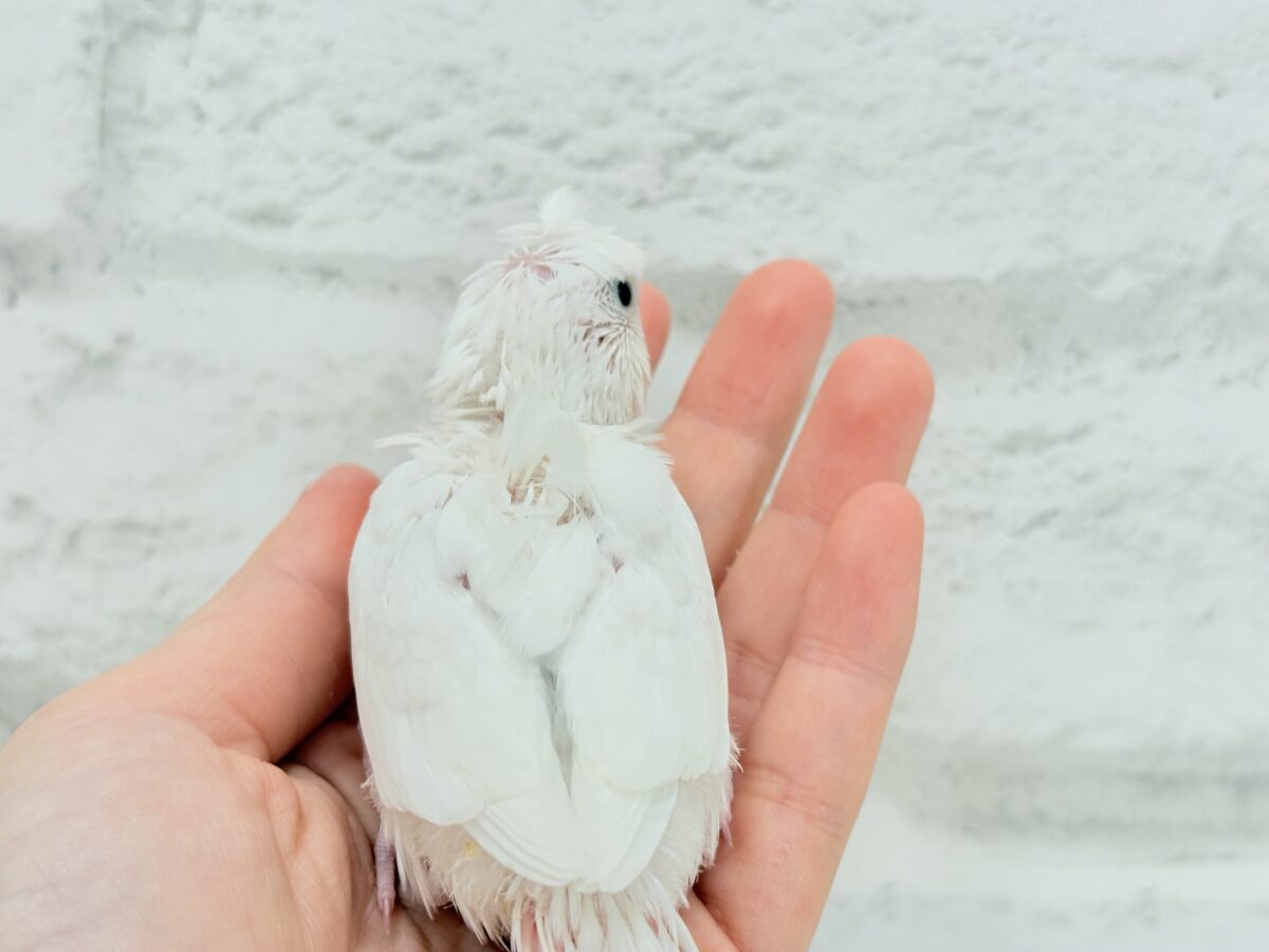 ボサっと寝癖の可愛い天使🐣🤍梵天セキセイインコ(ダブルファクター) ヒナ 梵天セキセイインコ