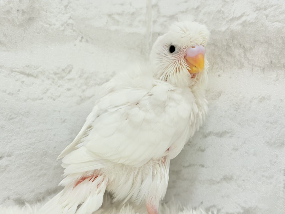 梵天セキセイインコ