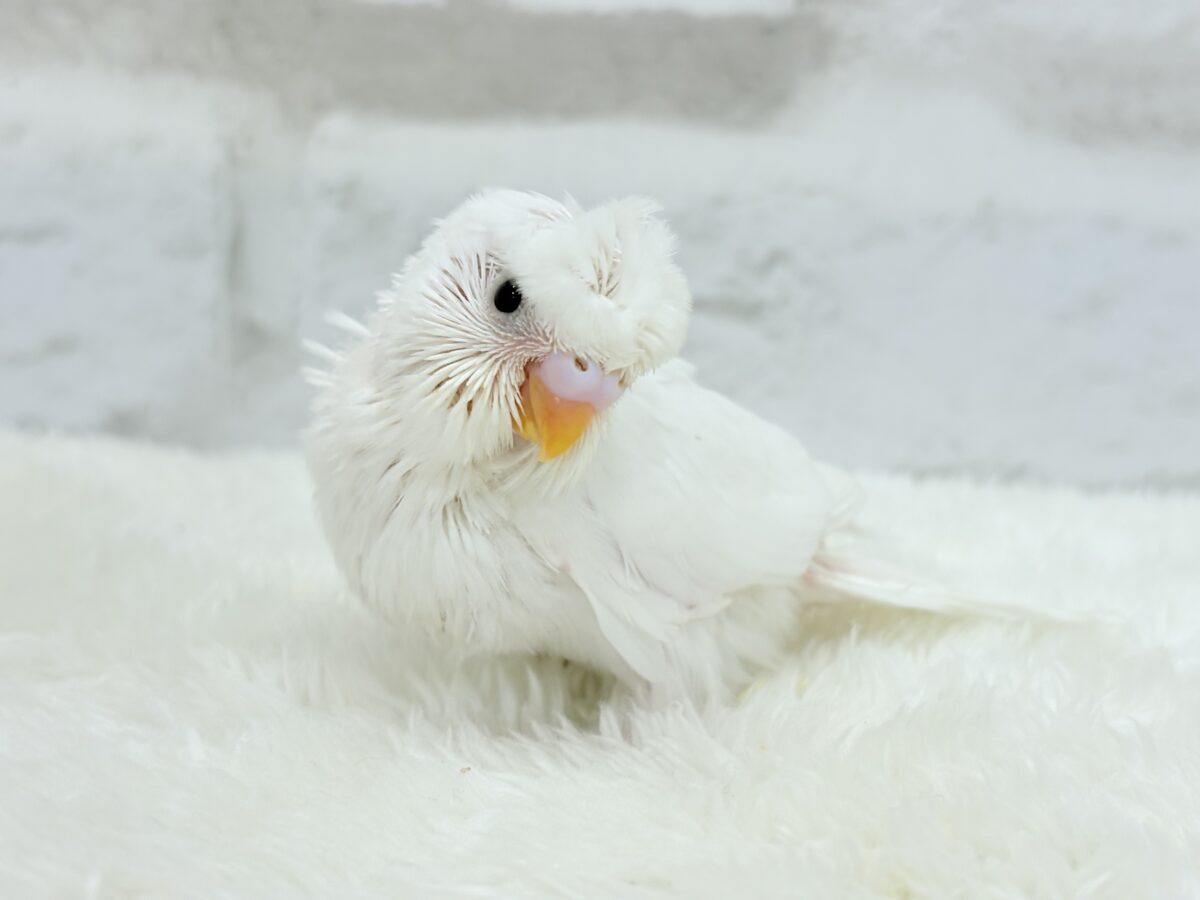 ボサっと寝癖の可愛い天使🐣🤍梵天セキセイインコ(ダブルファクター) ヒナ 梵天セキセイインコ