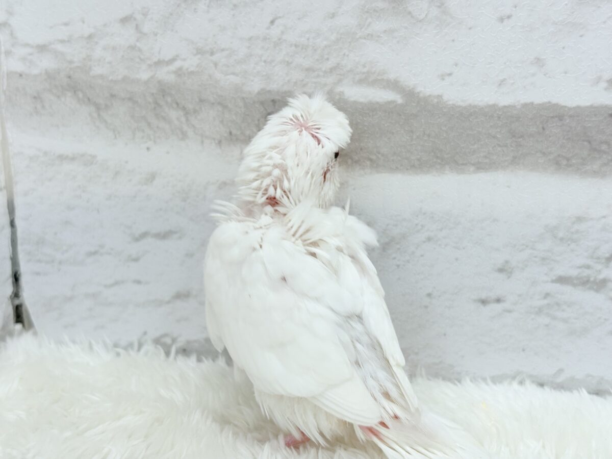 梵天セキセイインコ