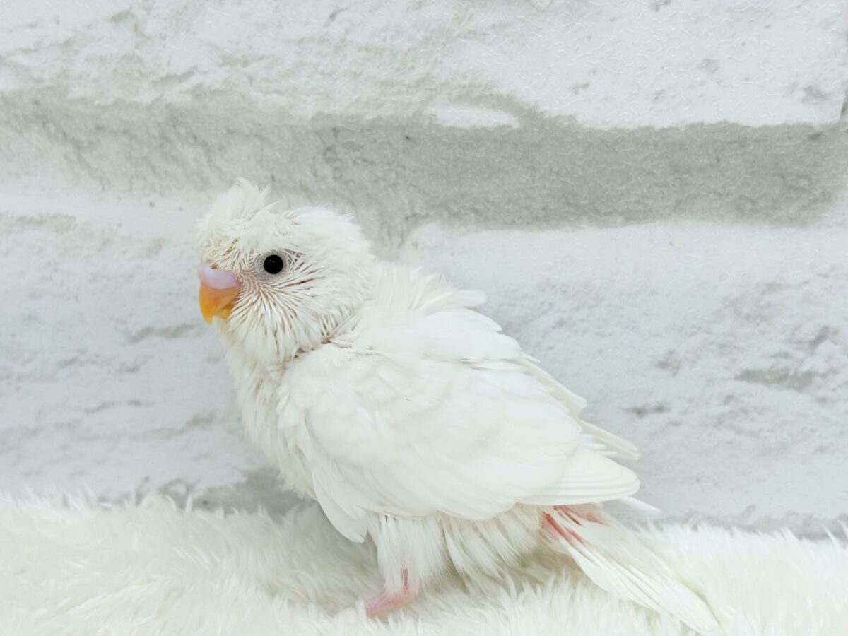 梵天セキセイインコ