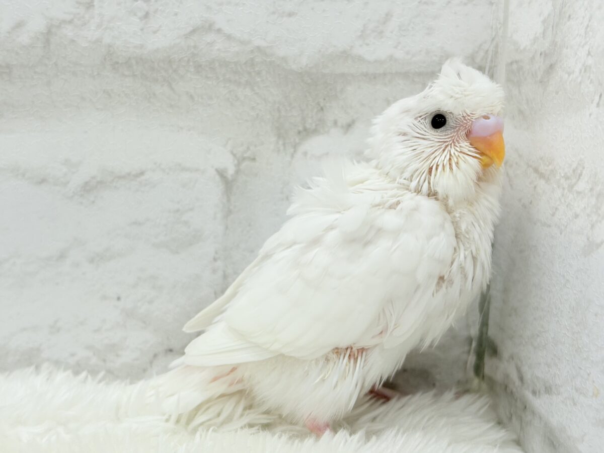 ボサっと寝癖の可愛い天使🐣🤍梵天セキセイインコ(ダブルファクター) ヒナ 梵天セキセイインコ
