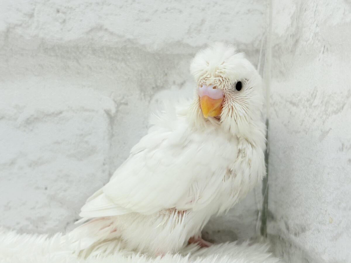 梵天セキセイインコ