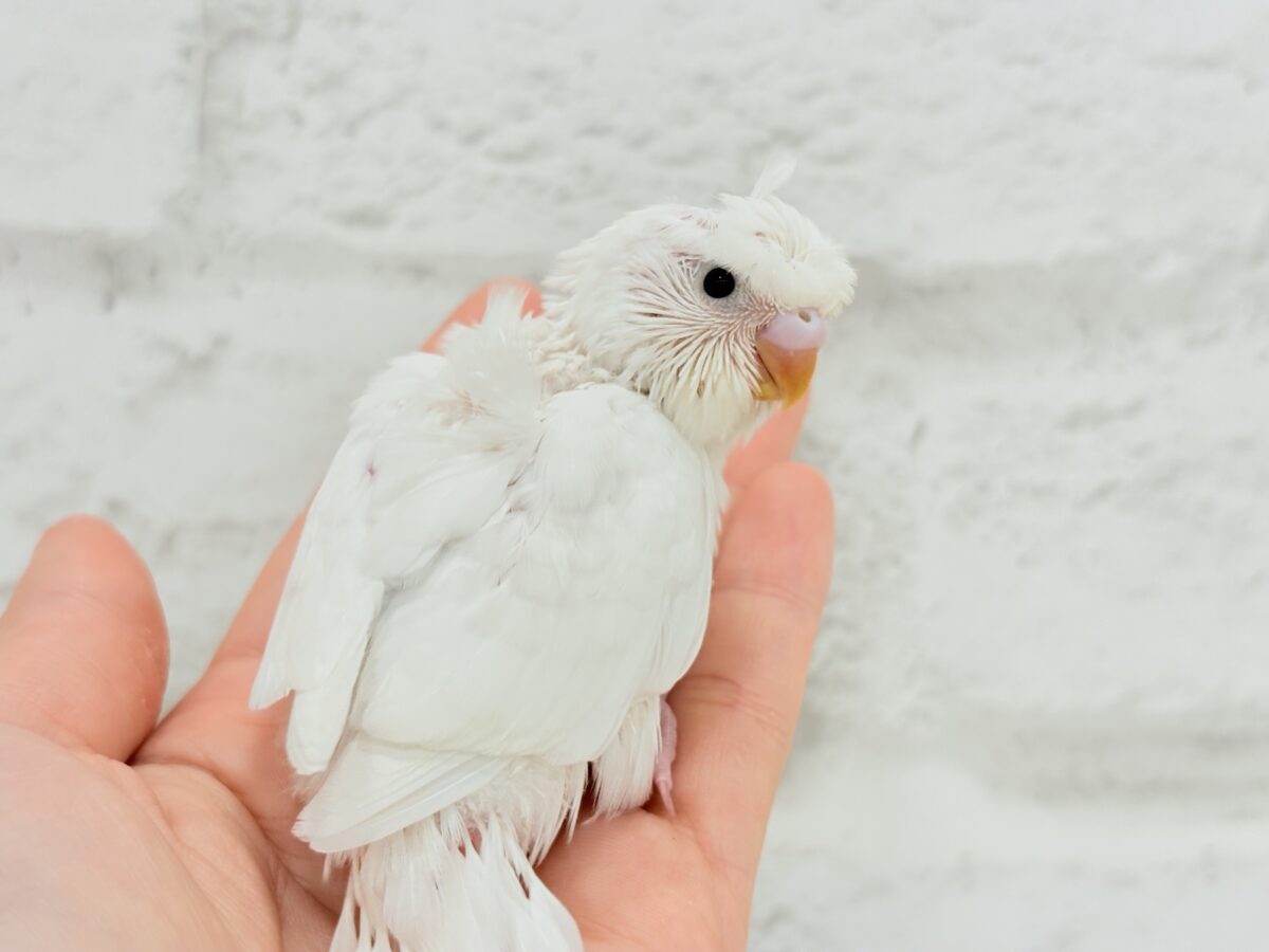 梵天セキセイインコ