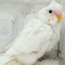 ボサっと寝癖の可愛い天使🐣🤍梵天セキセイインコ(ダブルファクター) ヒナ