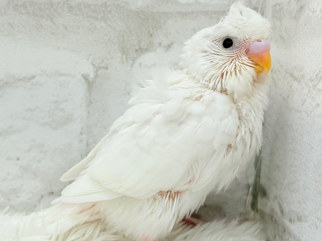 ボサっと寝癖の可愛い天使🐣🤍梵天セキセイインコ(ダブルファクター) ヒナ ボサっと寝癖の可愛い天使🐣🤍梵天セキセイインコ(ダブルファクター) ヒナ