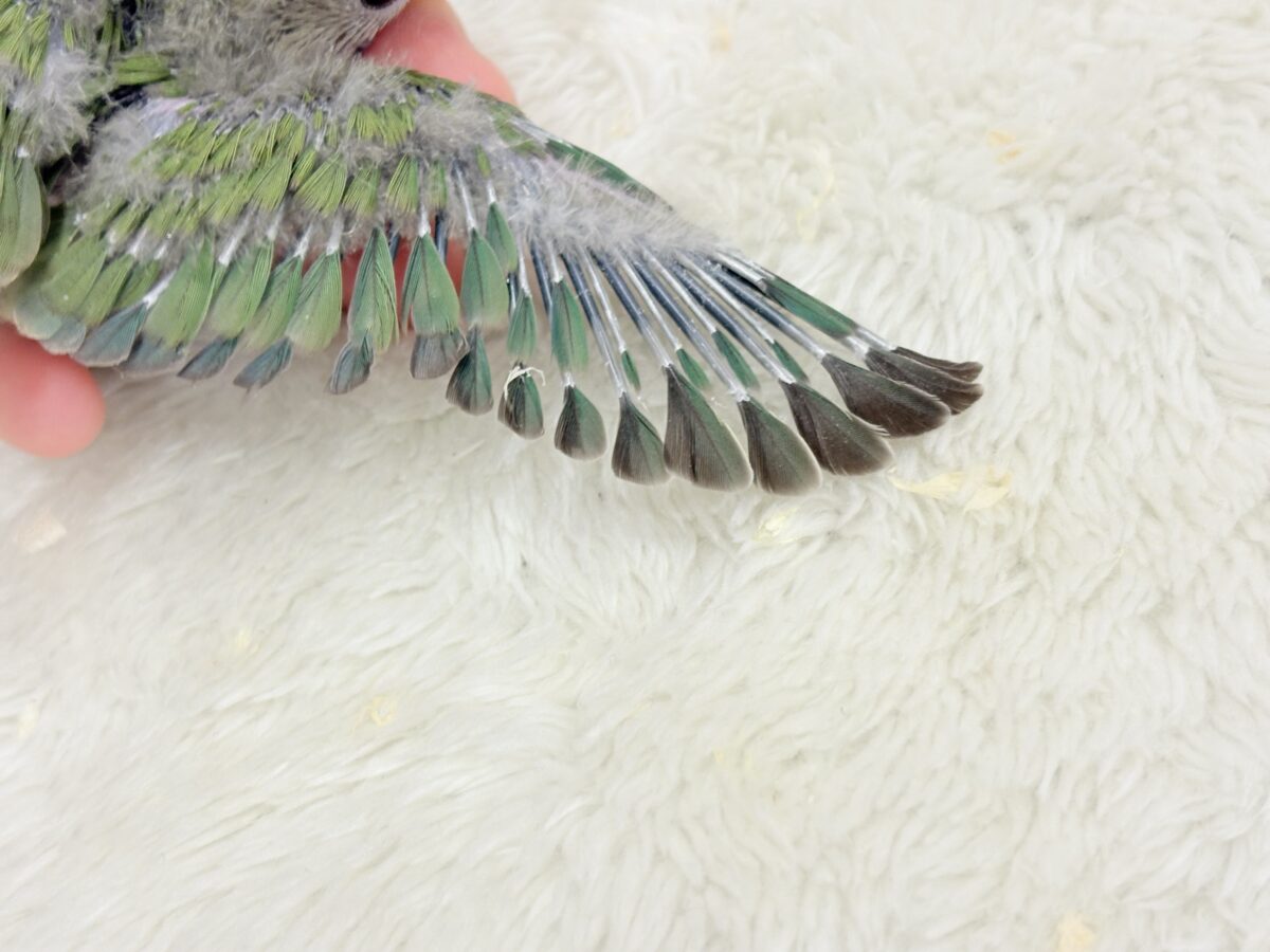 コザクラインコ（小桜インコ）