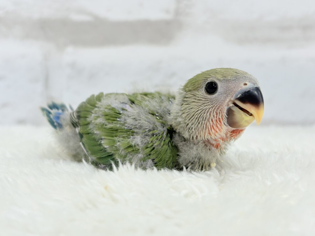 コザクラインコ（小桜インコ）