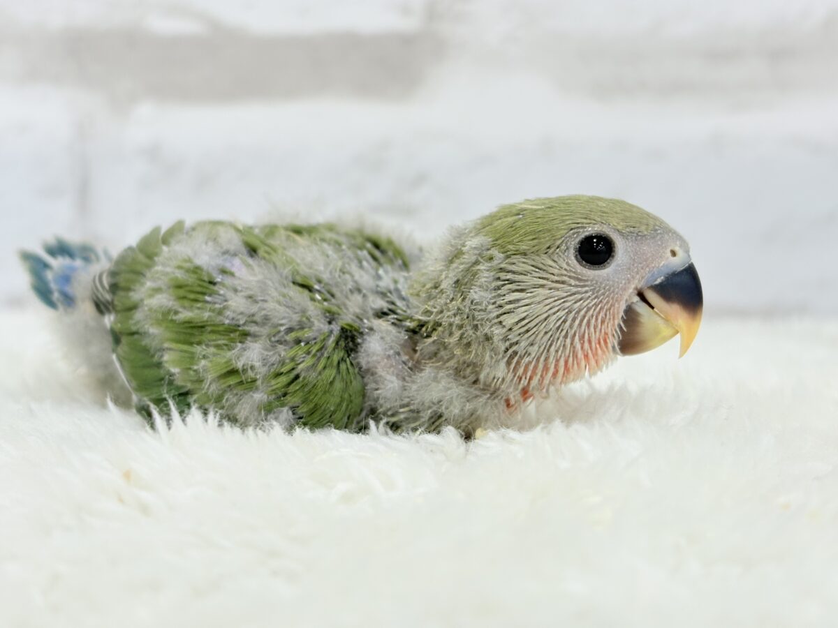 コザクラインコ（小桜インコ）