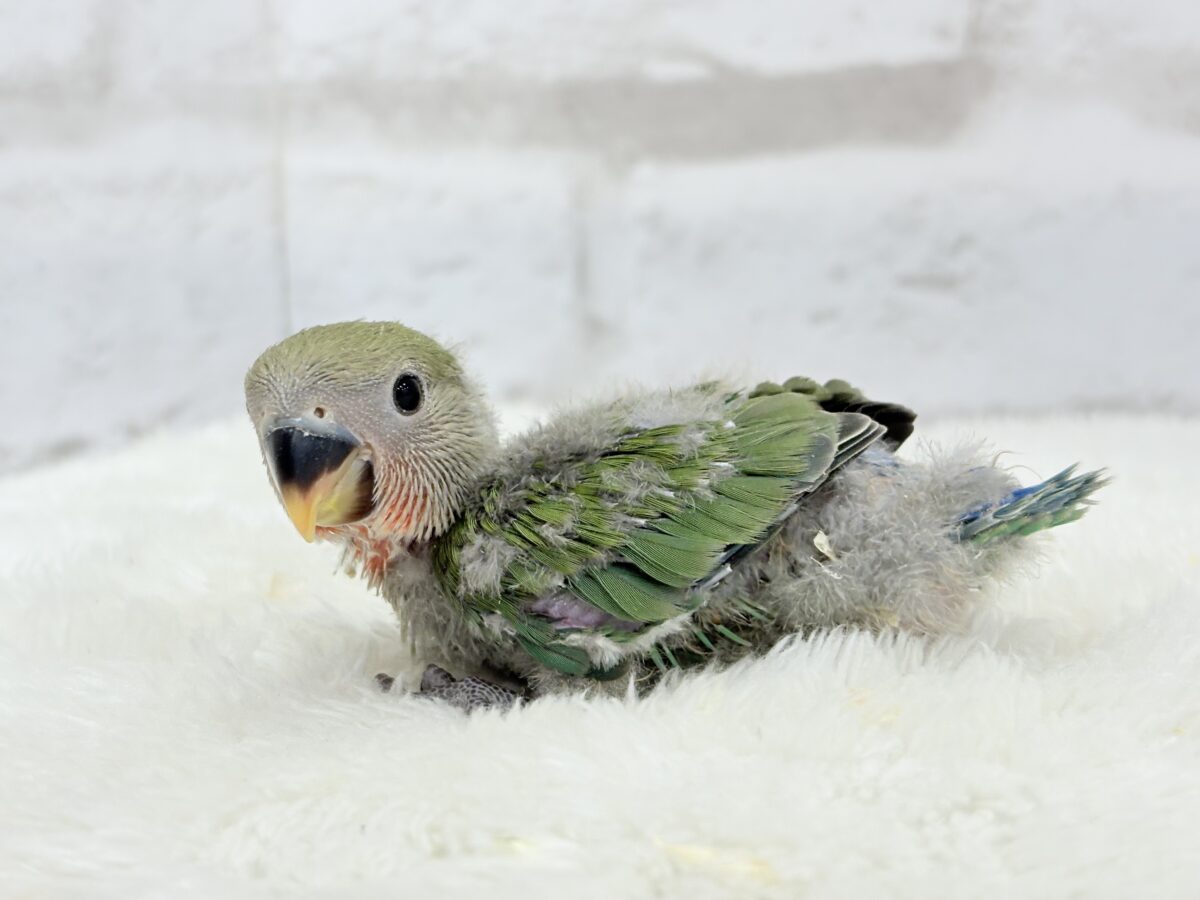 コザクラインコ（小桜インコ）