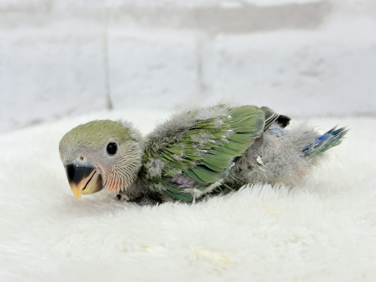 コザクラインコ（小桜インコ）