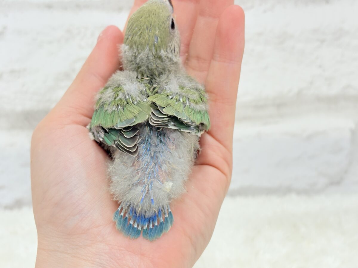 コザクラインコ（小桜インコ）