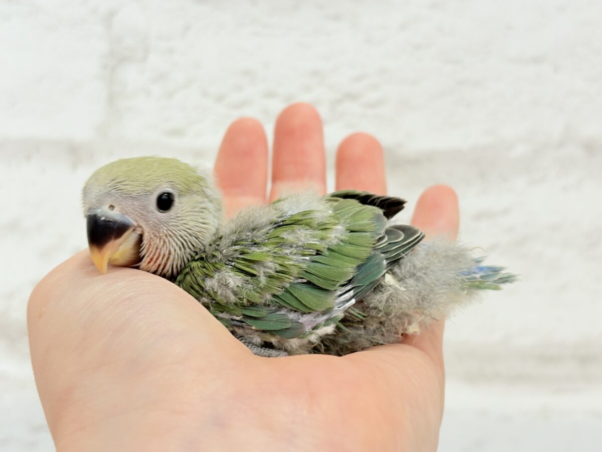 コザクラインコ（小桜インコ）