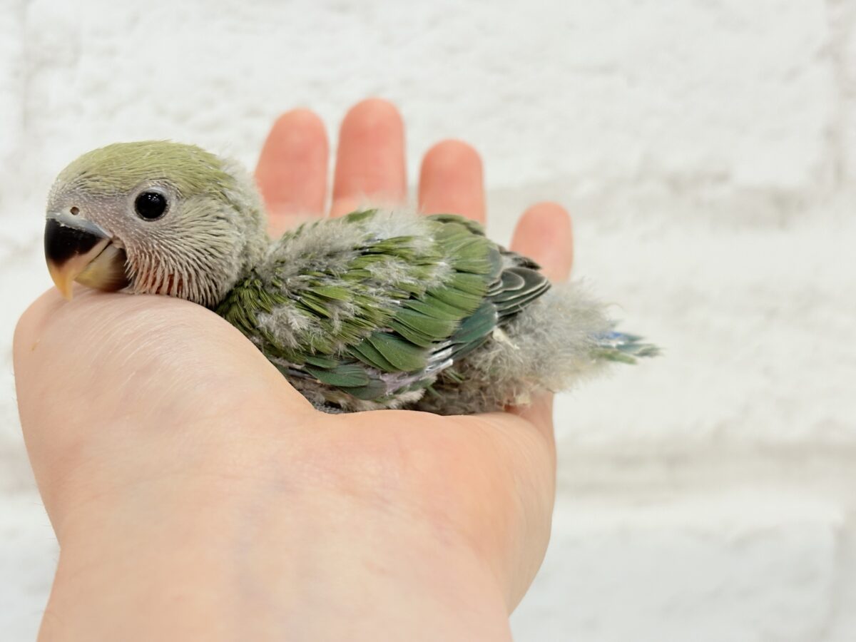 コザクラインコ（小桜インコ）
