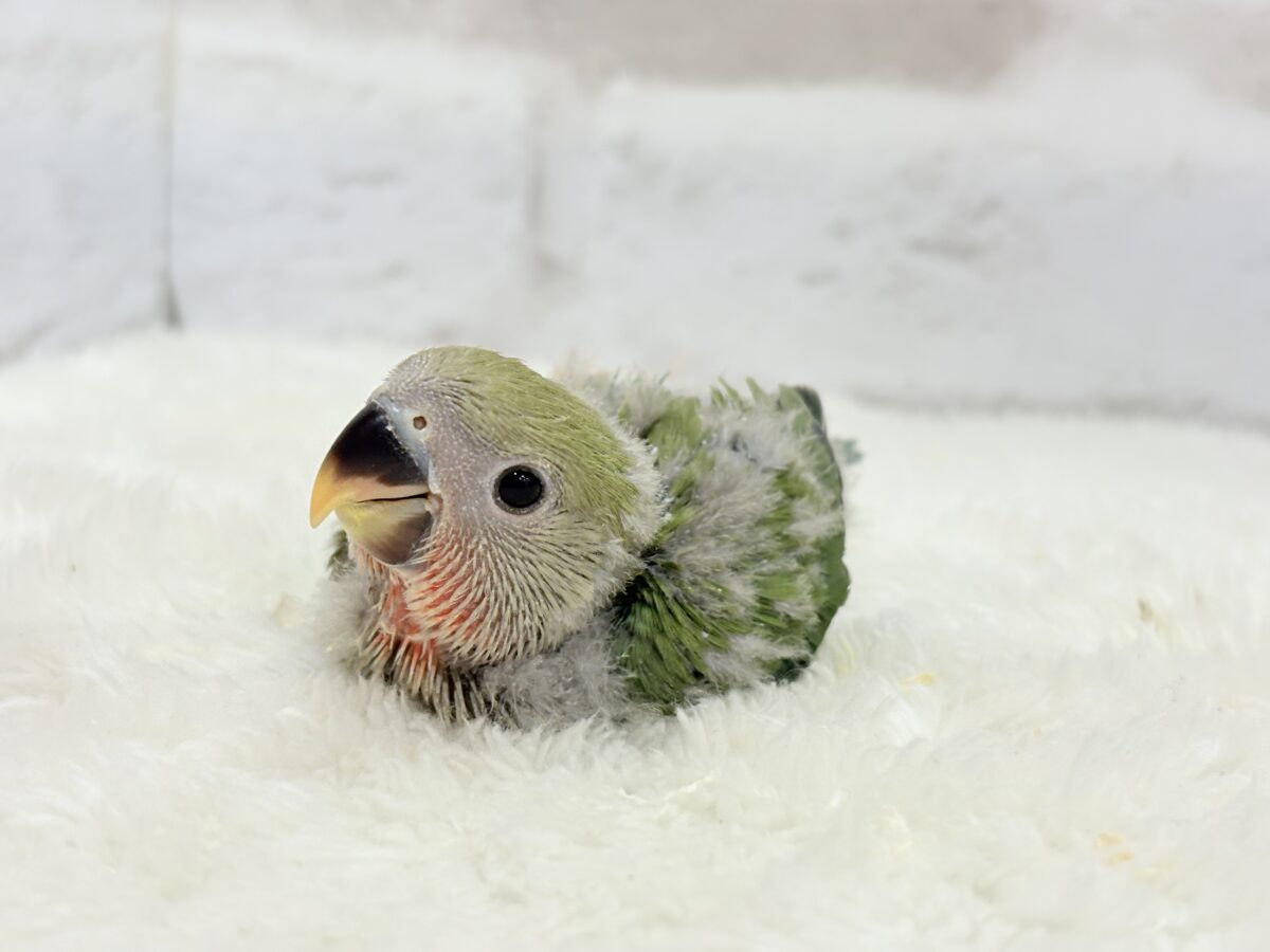 コザクラインコ（小桜インコ）
