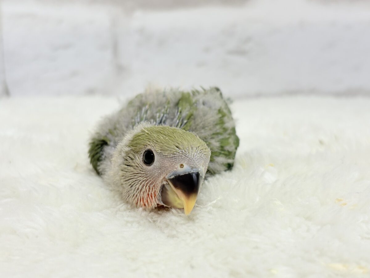 コザクラインコ（小桜インコ）