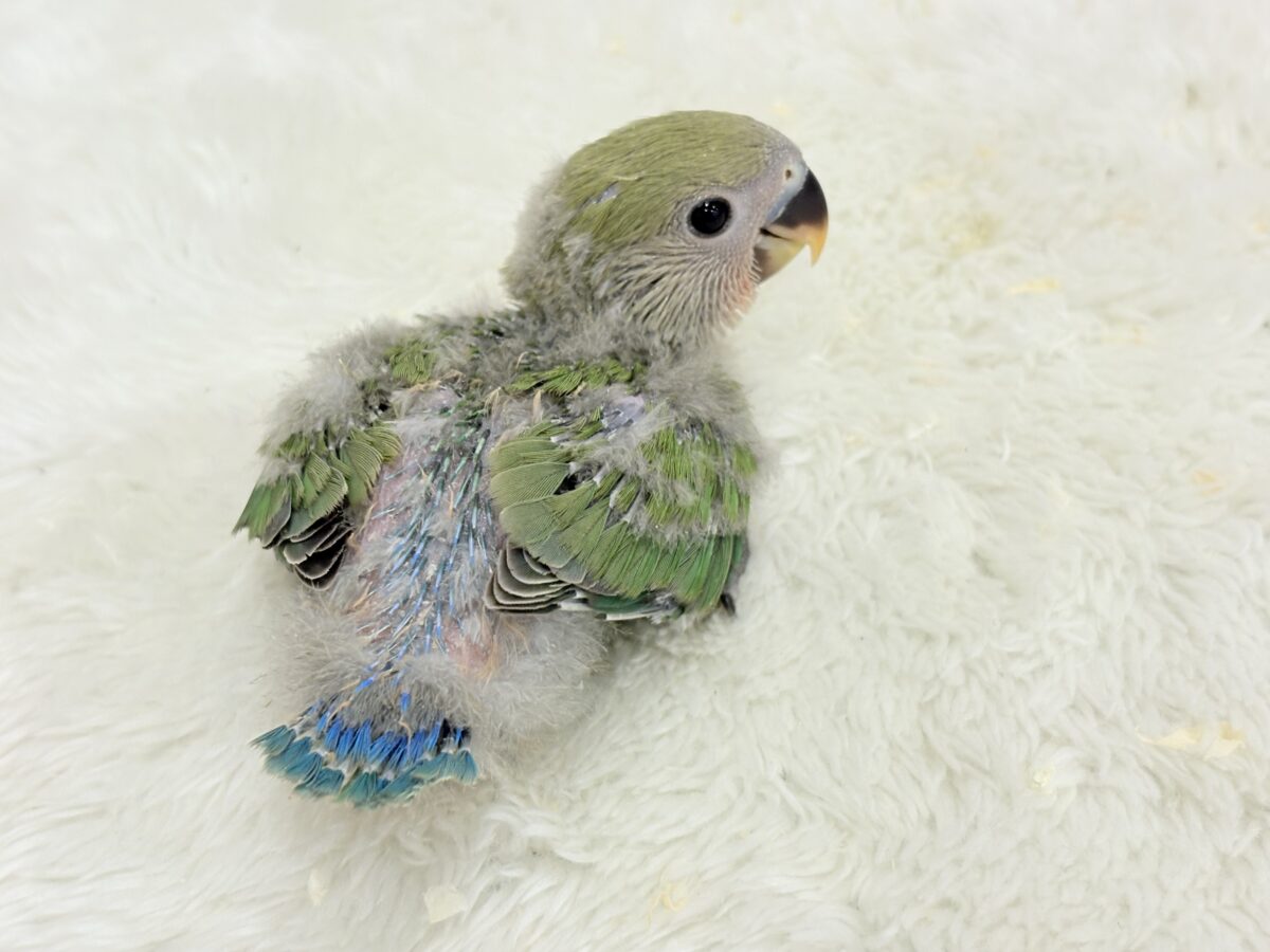 コザクラインコ（小桜インコ）