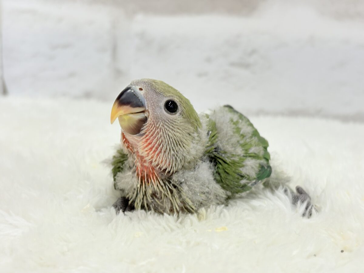 コザクラインコ（小桜インコ）