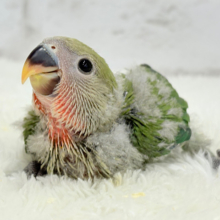 うるきゅるのおめめがたまらん♡♡コザクラインコ(ノーマル) ヒナ