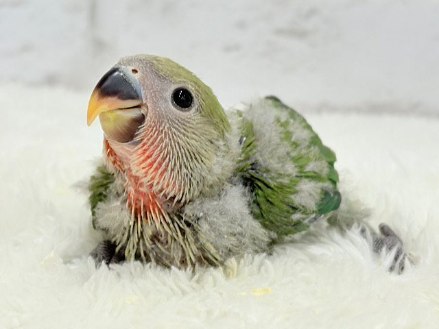 うるきゅるのおめめがたまらん♡♡コザクラインコ(ノーマル) ヒナ