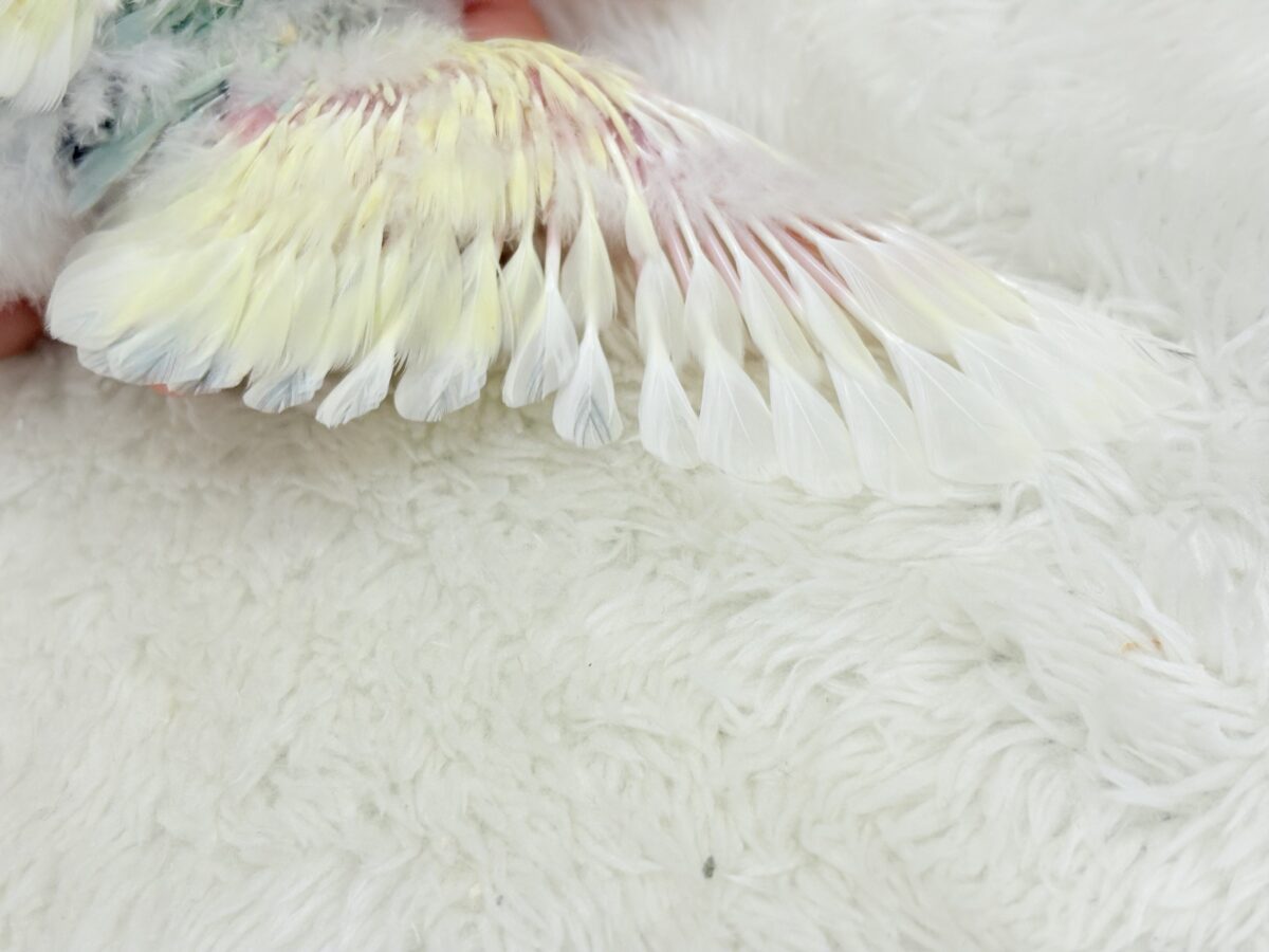 【最新画像更新🪄】レモンクリーム全部乗せ🐣🧁コザクラインコ(ブルーチェリーオパーリンパイド) ヒナ コザクラインコ(小桜インコ)