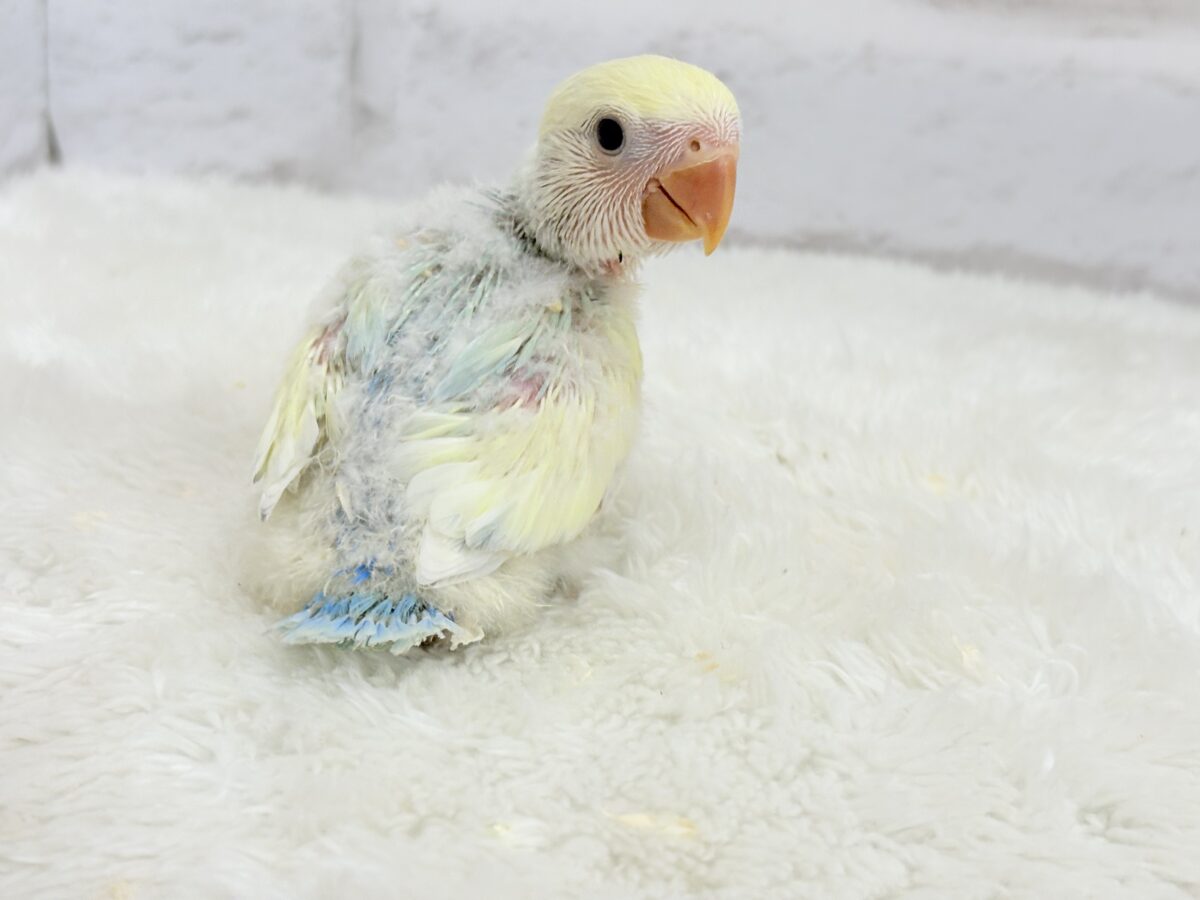 コザクラインコ（小桜インコ）