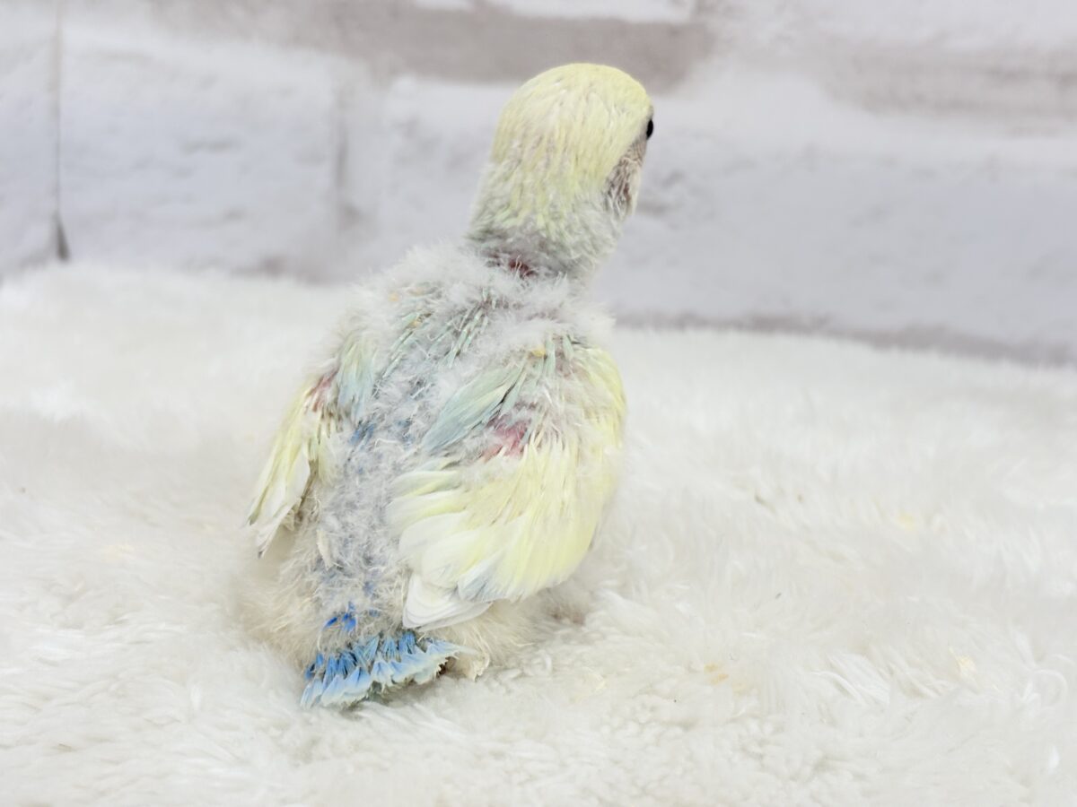 コザクラインコ（小桜インコ）