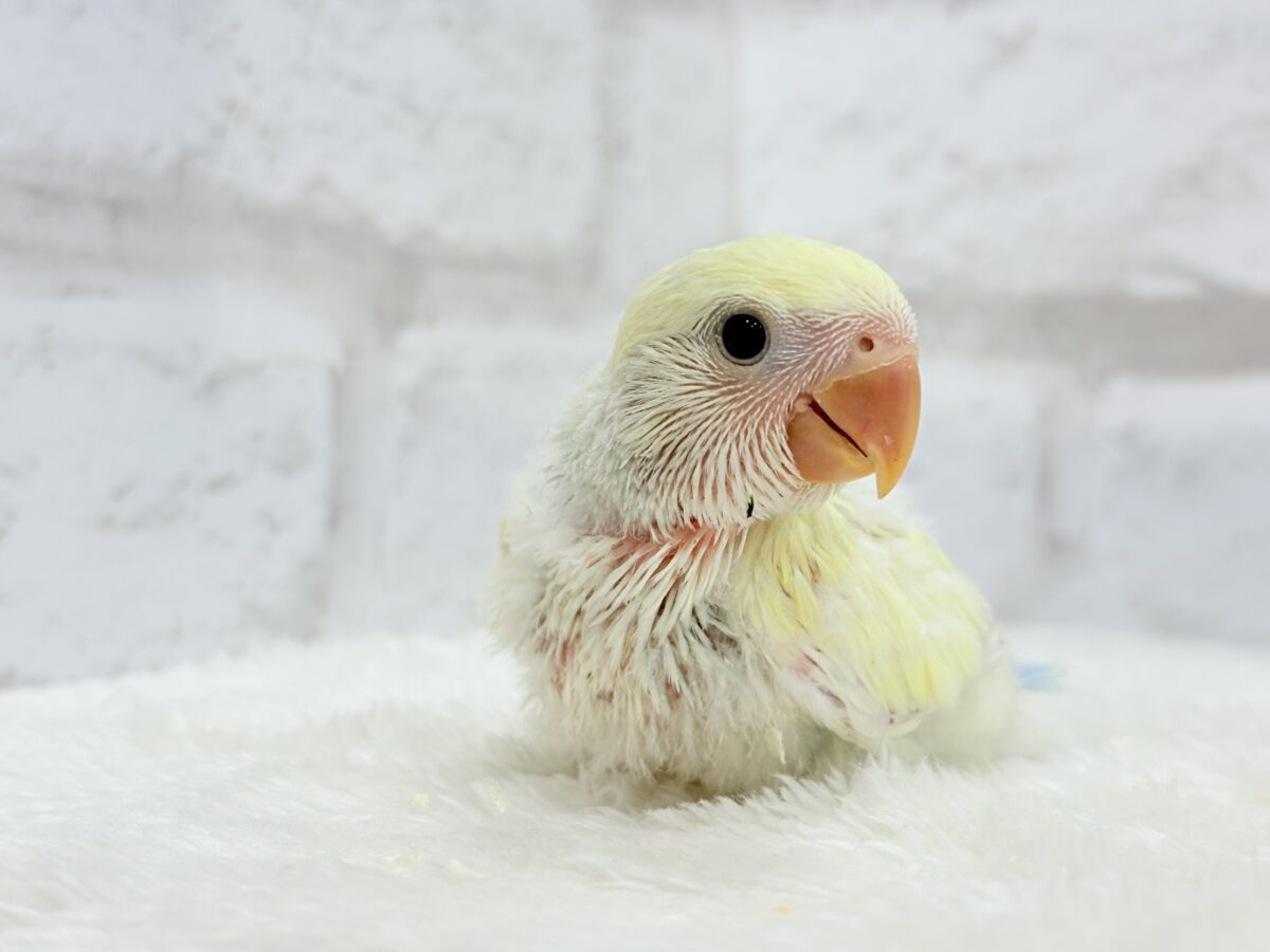 【最新画像更新🪄】レモンクリーム全部乗せ🐣🧁コザクラインコ(ブルーチェリーオパーリンパイド) ヒナ コザクラインコ(小桜インコ)