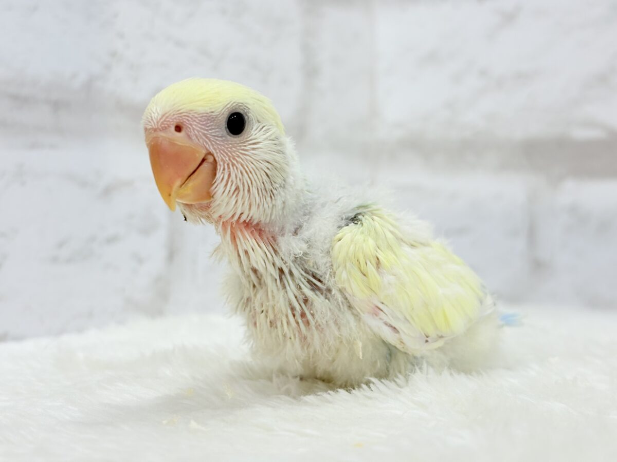 コザクラインコ（小桜インコ）