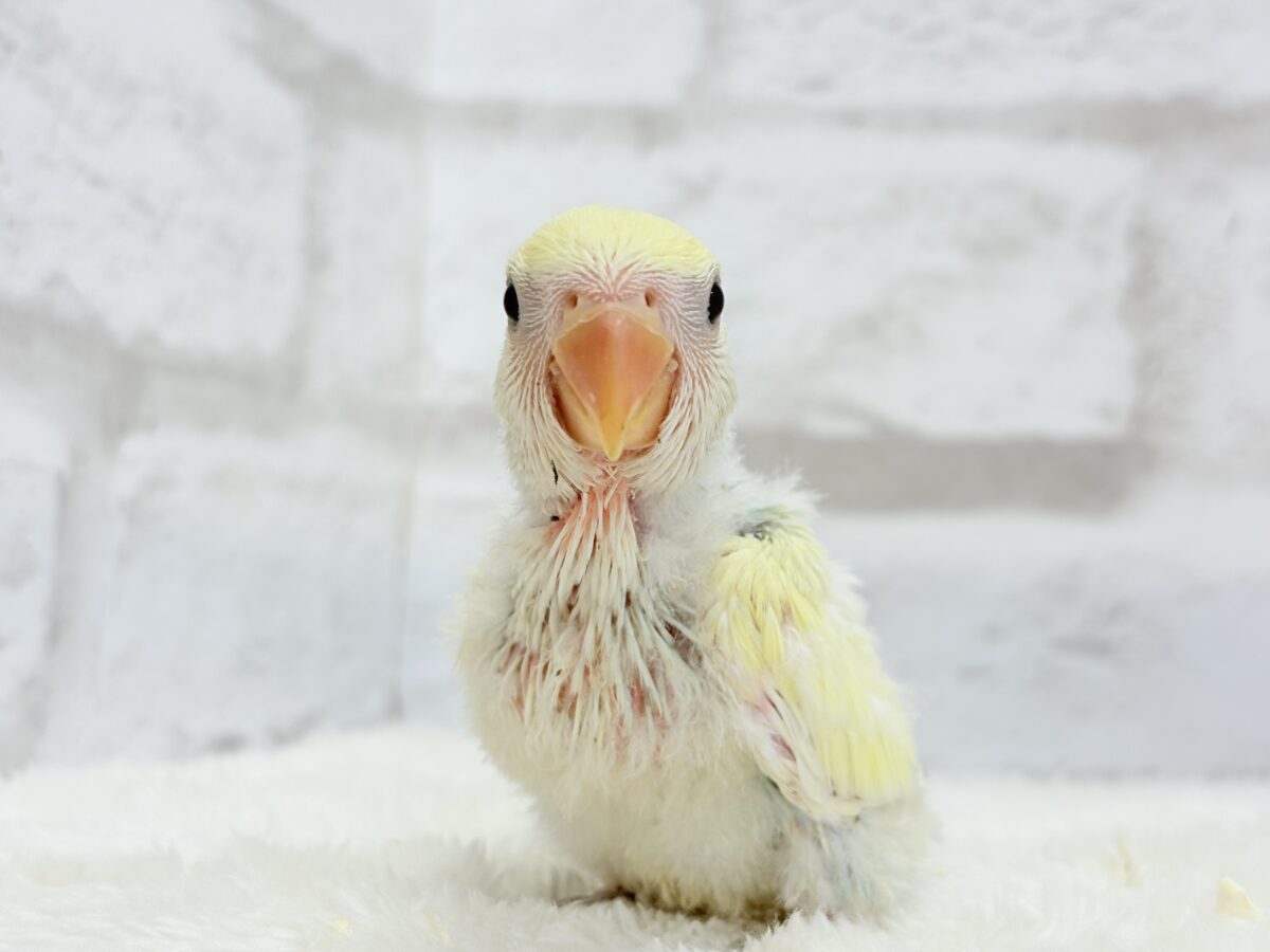 コザクラインコ（小桜インコ）