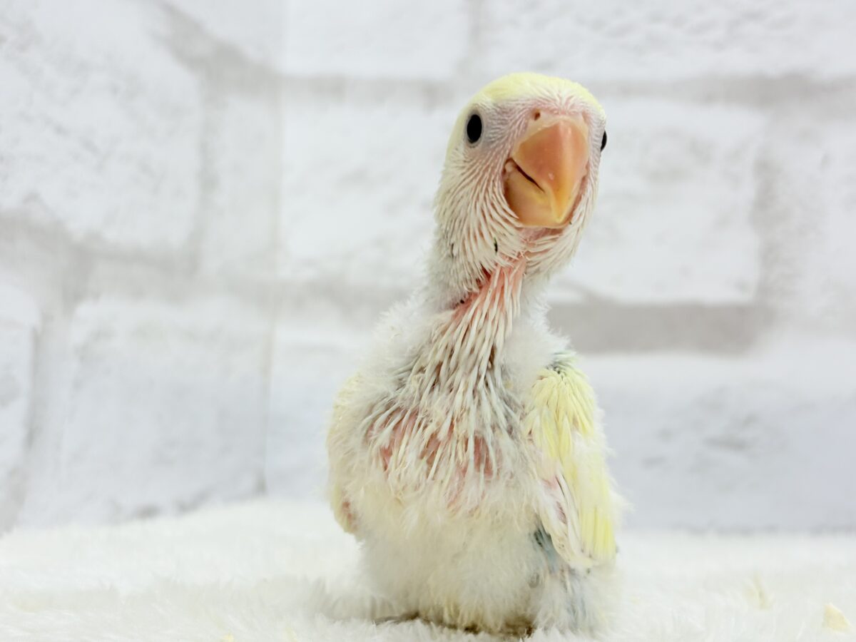 コザクラインコ（小桜インコ）