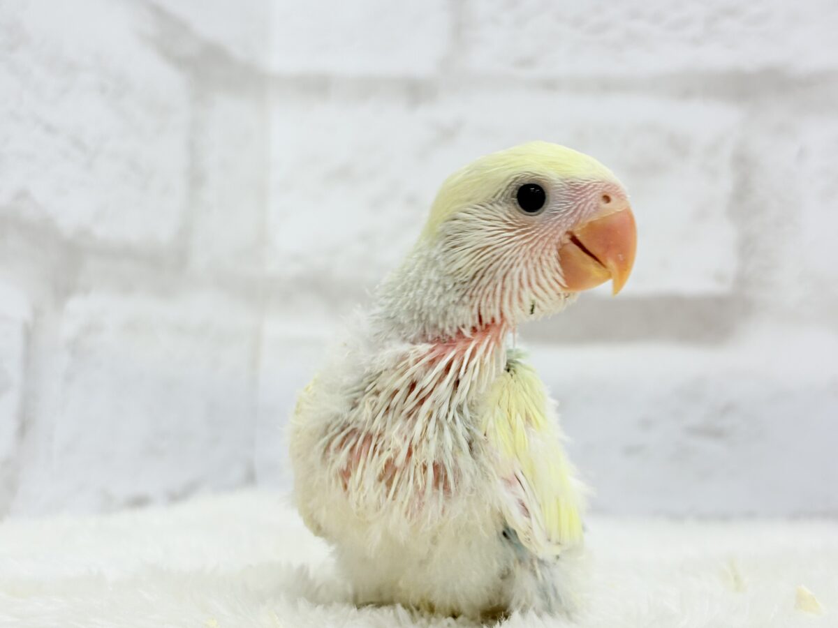 コザクラインコ（小桜インコ）