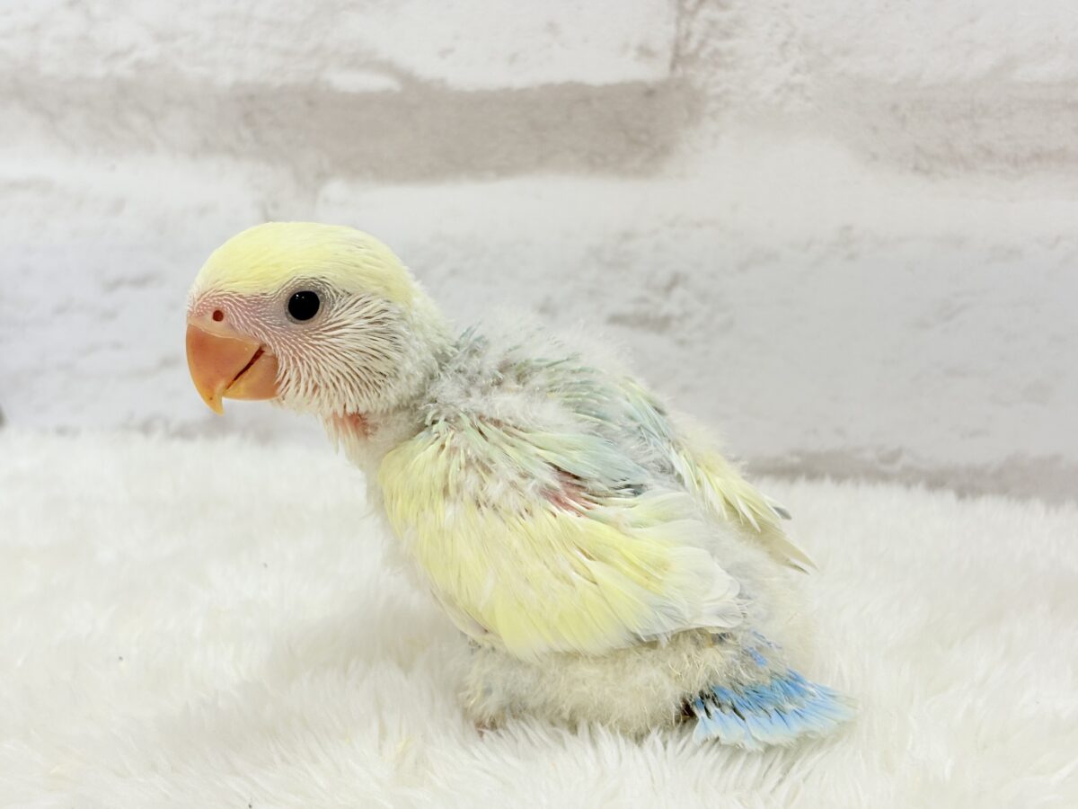 コザクラインコ（小桜インコ）