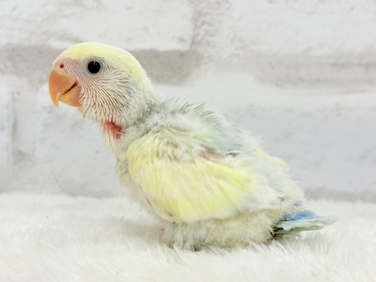 【最新画像更新🪄】レモンクリーム全部乗せ🐣🧁コザクラインコ(ブルーチェリーオパーリンパイド) ヒナ コザクラインコ(小桜インコ)