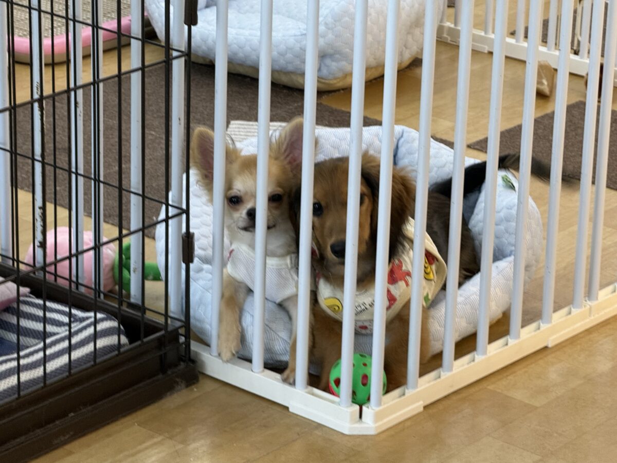 ミニチュアダックス