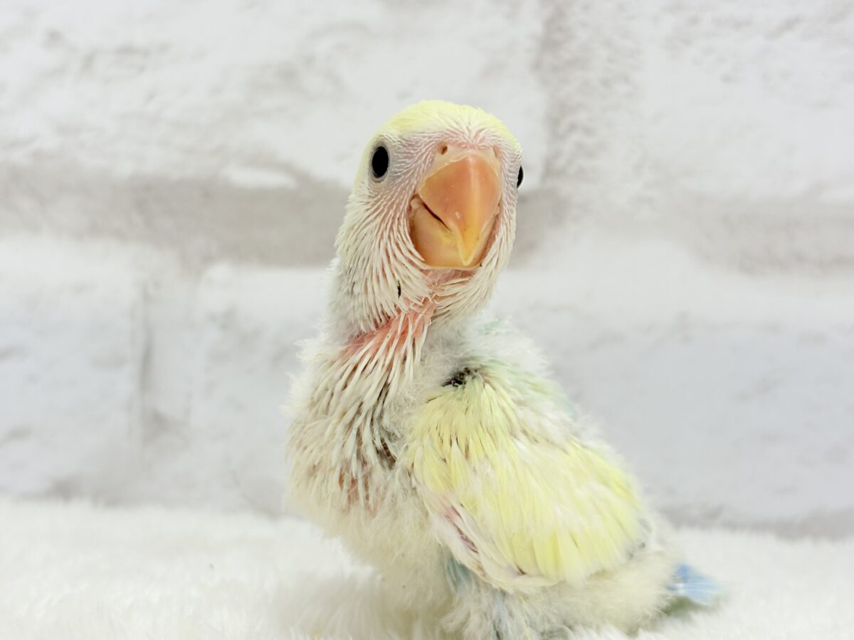 【最新画像更新🪄】レモンクリーム全部乗せ🐣🧁コザクラインコ(ブルーチェリーオパーリンパイド) ヒナ コザクラインコ(小桜インコ)