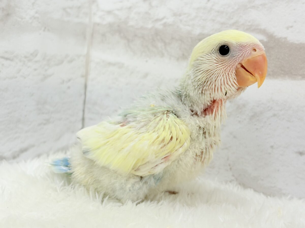【最新画像更新🪄】レモンクリーム全部乗せ🐣🧁コザクラインコ(ブルーチェリーオパーリンパイド) ヒナ コザクラインコ(小桜インコ)