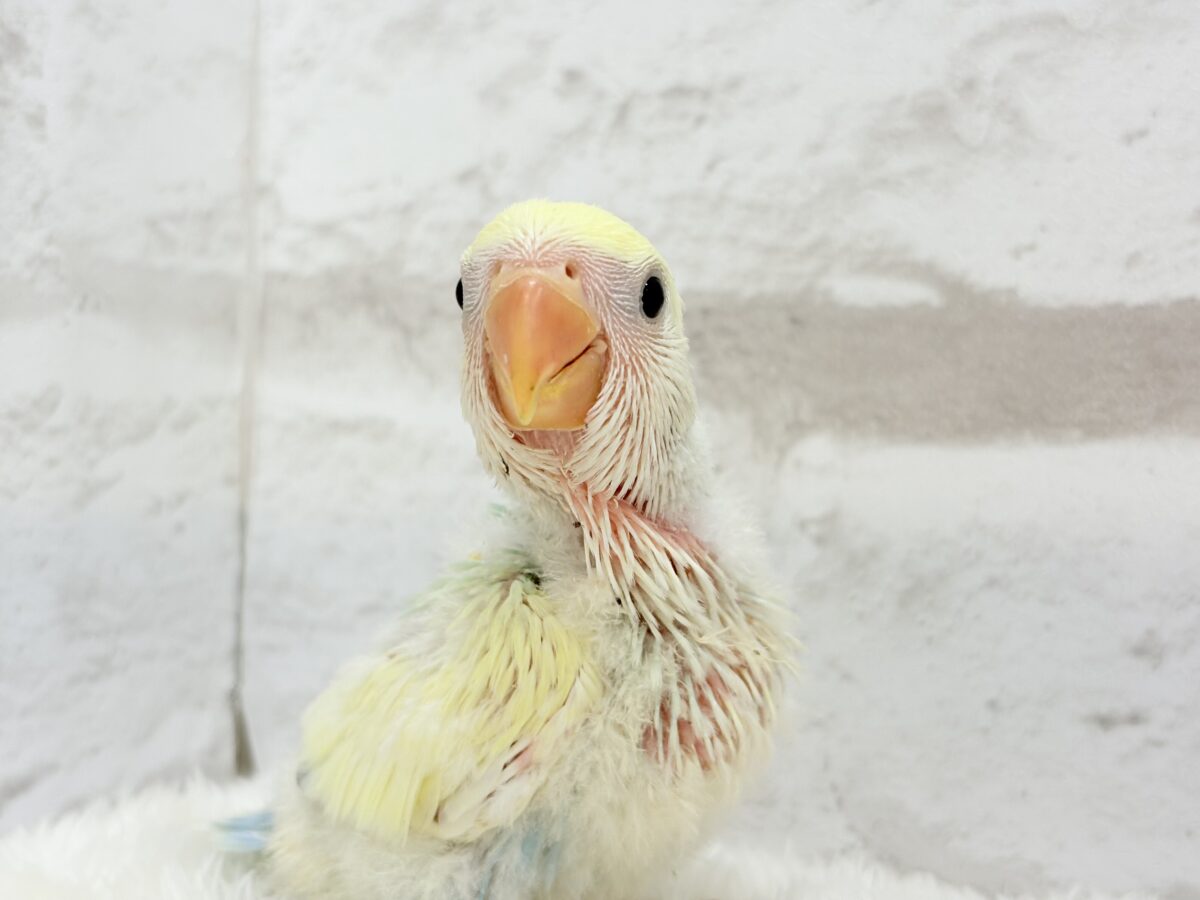 【最新画像更新🪄】レモンクリーム全部乗せ🐣🧁コザクラインコ(ブルーチェリーオパーリンパイド) ヒナ コザクラインコ(小桜インコ)
