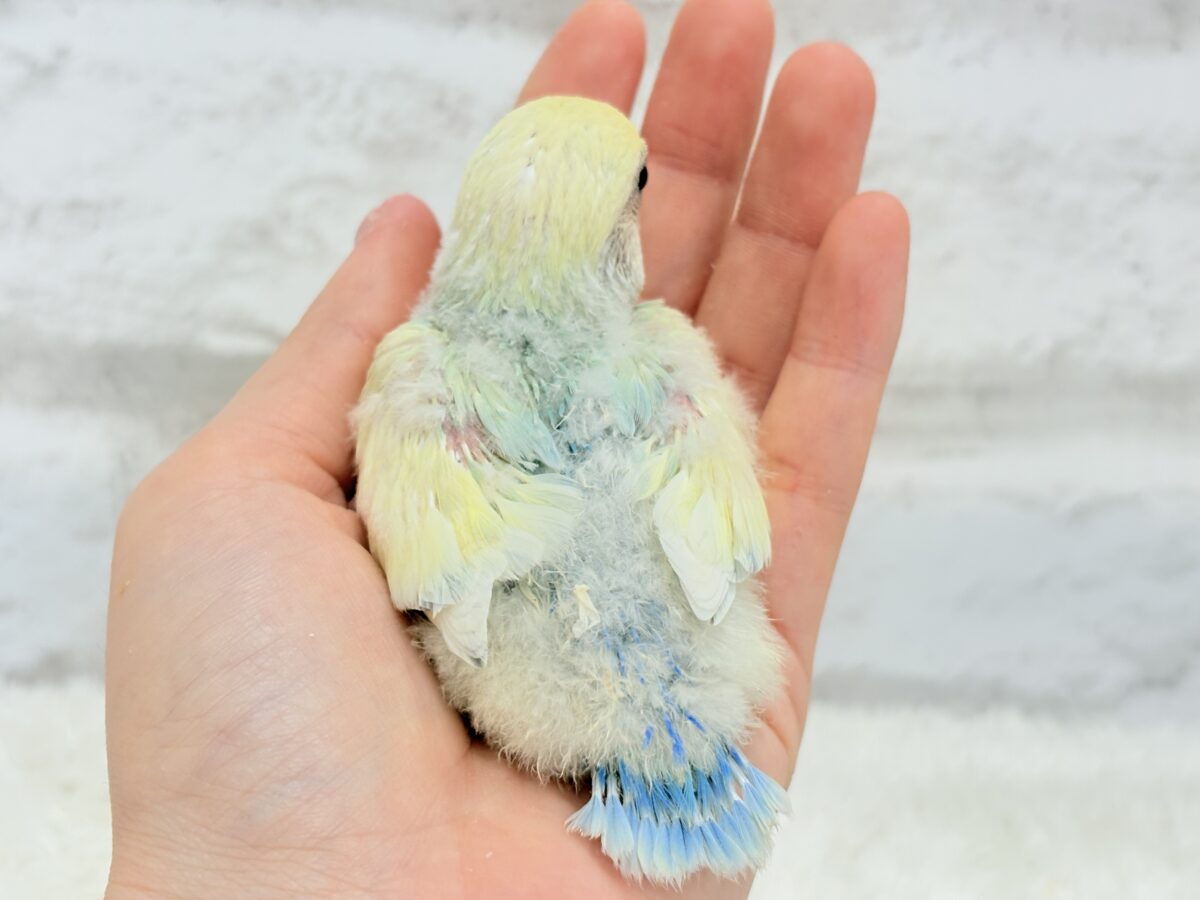 【最新画像更新🪄】レモンクリーム全部乗せ🐣🧁コザクラインコ(ブルーチェリーオパーリンパイド) ヒナ コザクラインコ(小桜インコ)
